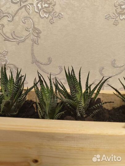 Горшок/кадка (цветочные композиции, комнатные сады