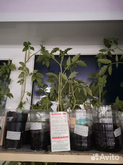 Рассада помидор, баклажан, перца