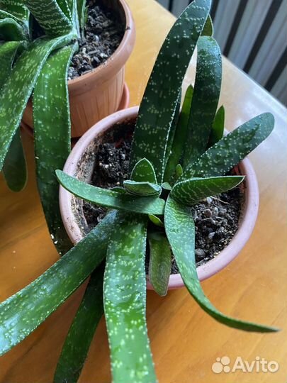 Гастерия трехгранная