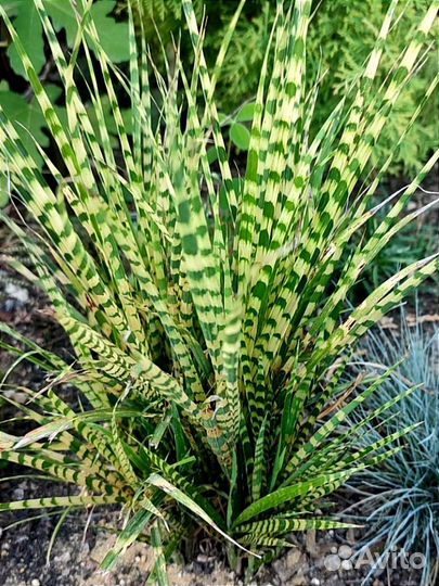 Злаки: Гном, Ред барон, Схизариум