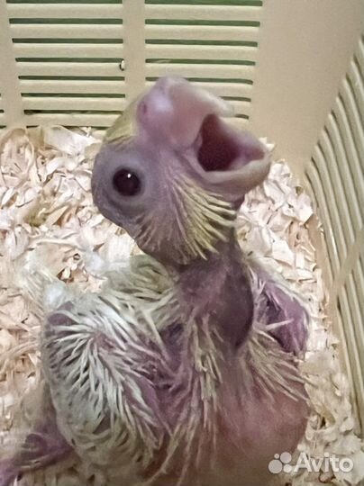 Супер ручные Птенчики Корелл, есть Самцы