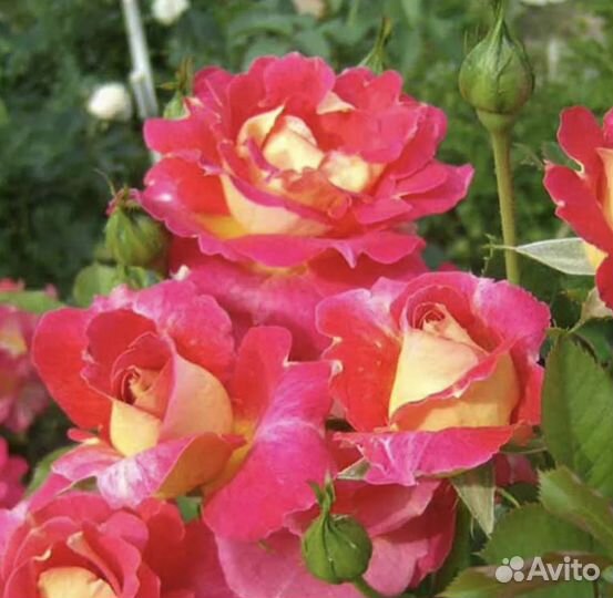 Саженцы плетистых и кустовых роз