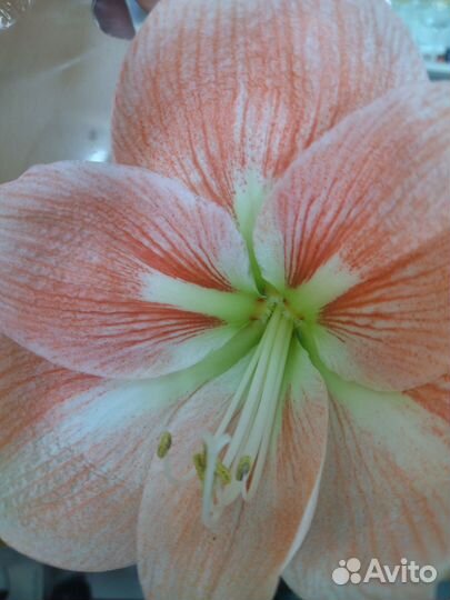 Амариллисы махровые