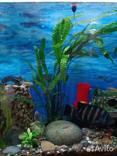 Криптокарина