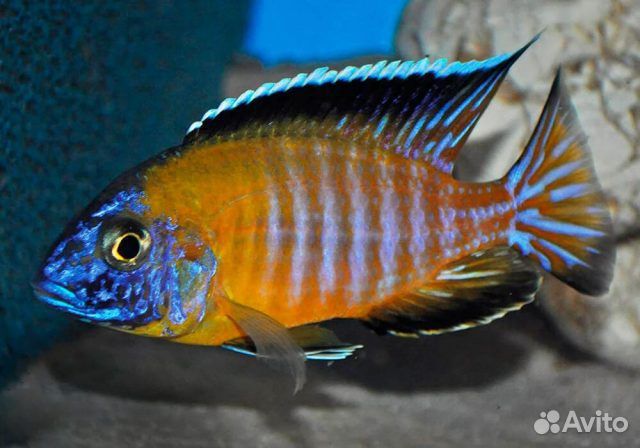 Цихлида Аулонокара Стивена (Стевени)