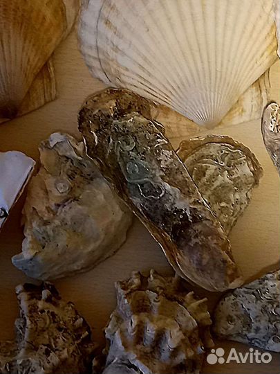 Створки Устриц раковины