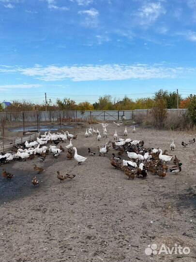 Гуси живые