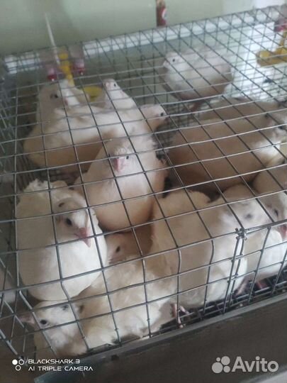 Яйцо перепелиное