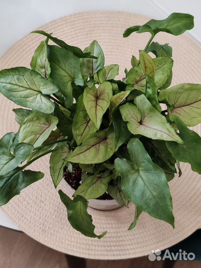 Сингониум Orm manee/Орм мани