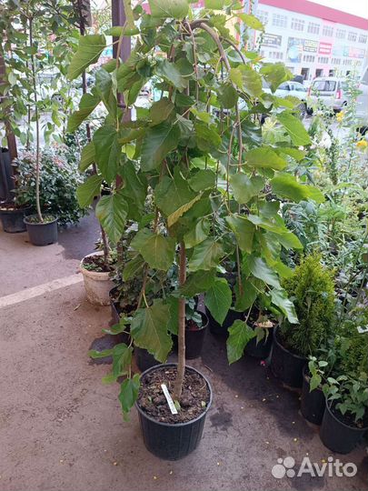 Шелковица на штамбе