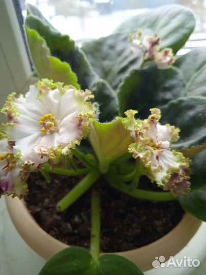 Продам листики от сортовых красивых фиалок