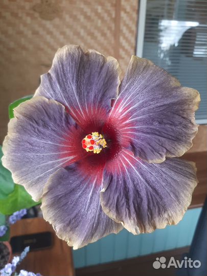 Сортовые гибискусы