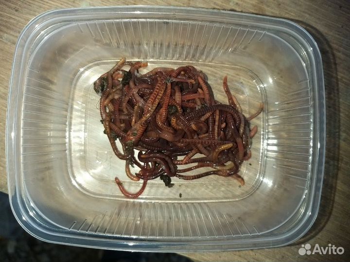 Черви для рыбалки