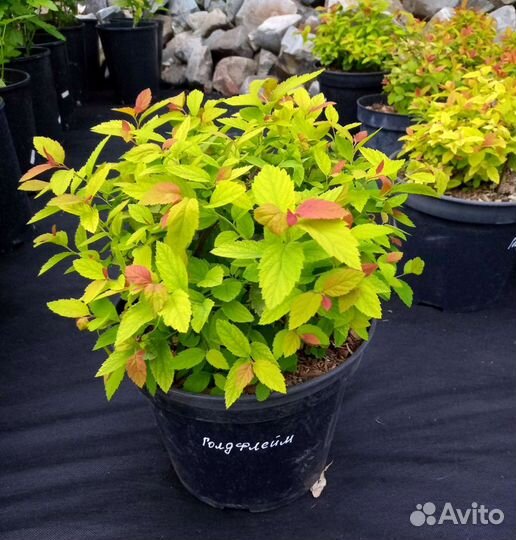 Спирея японская 30-40 см