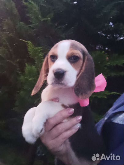 Щенок бигль