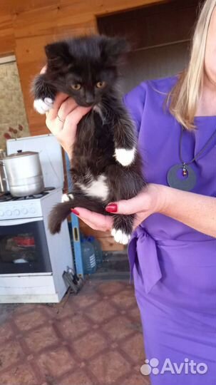 Кошка в дар