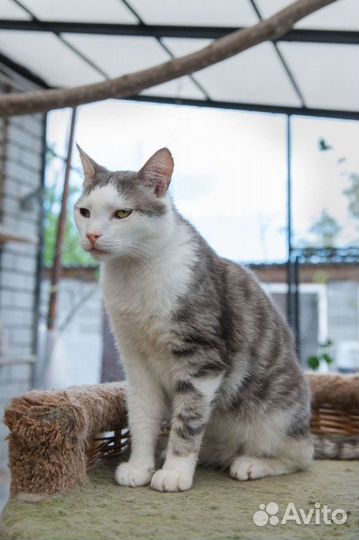 Котик Шекель