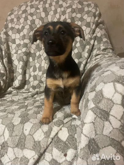 Щенок от мелкой коротколапой собакина испытательно