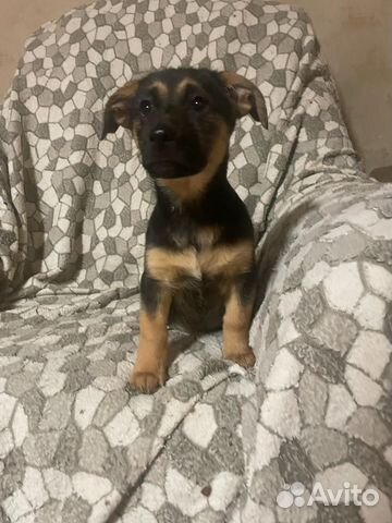 Щенок от мелкой коротколапой собакина испытательно