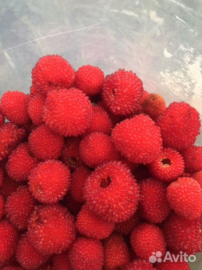 Тибетская малина