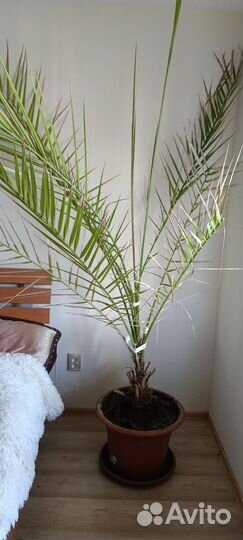 Финиковая пальма