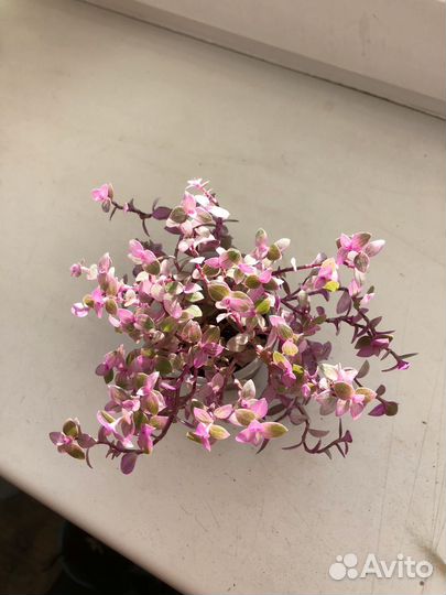 Розовая каллизия