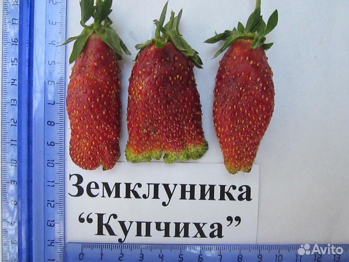 Земклуника купчиха