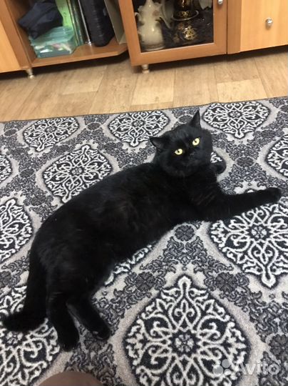 Присмотр за животными