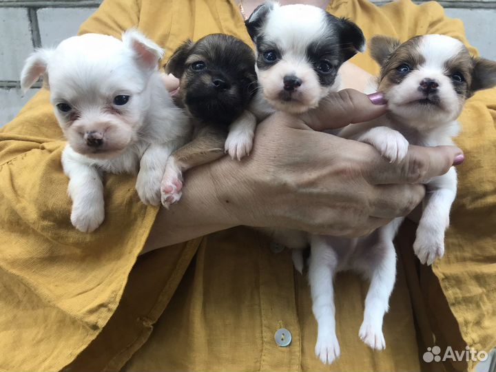 Щенки чихуахуа мини
