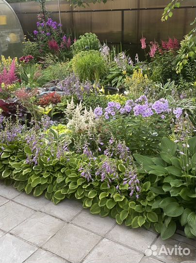 Многолетние растения