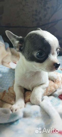 Щенки чихуахуа мини мальчики