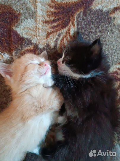 Котик в добрые руки