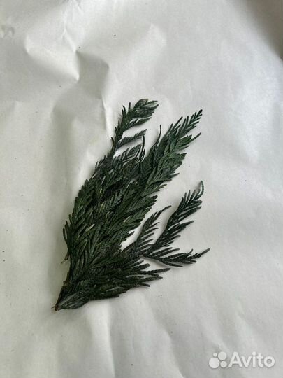 Стабилизированный мох. Кочки,пласты. Озеленение