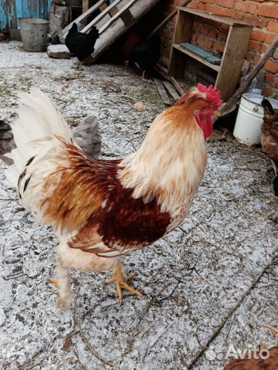 Молодые петухи