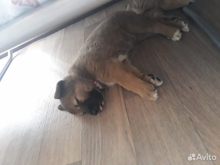 Отдам в добрые руки