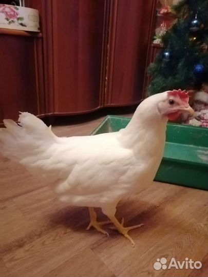 Куры несушки Белый Леггорн, Декалп