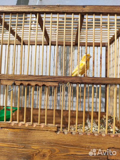 Кенара молодые