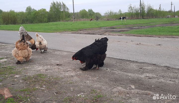 Домашние куриные яйца