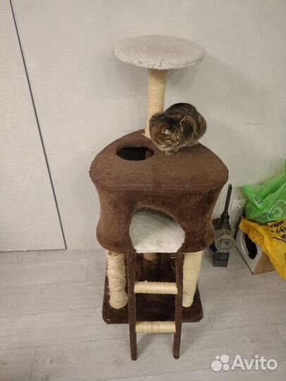 Когтеточка, домик для кошек