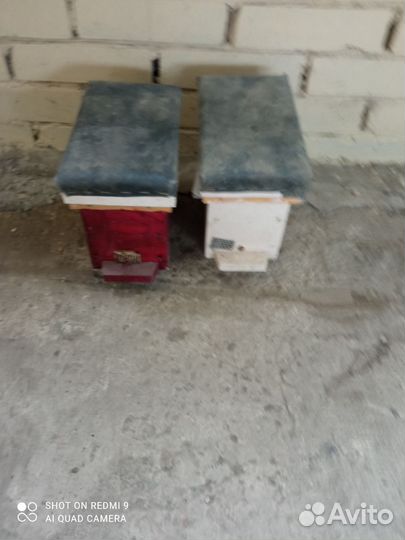 Пчелы нуклеусы