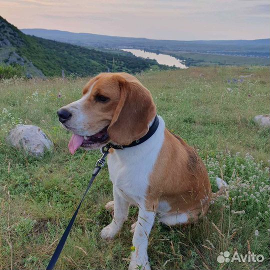 Вязка бигль