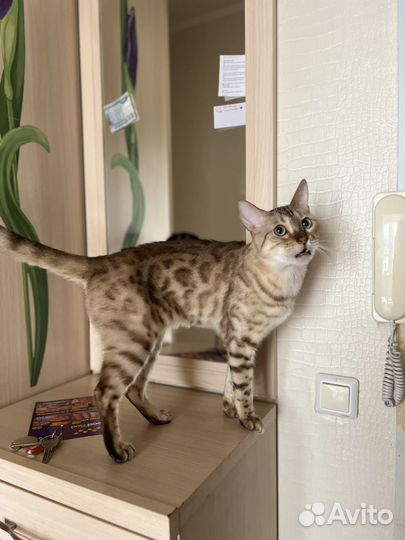 Выгул и передержка ул. Фестивальная, Речной вокзал