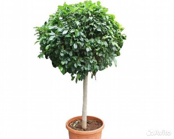 Укоренённые черенки фикуса