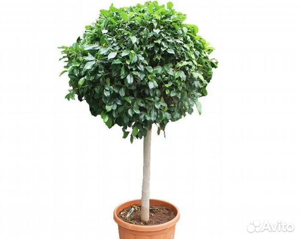 Укоренённые черенки фикуса