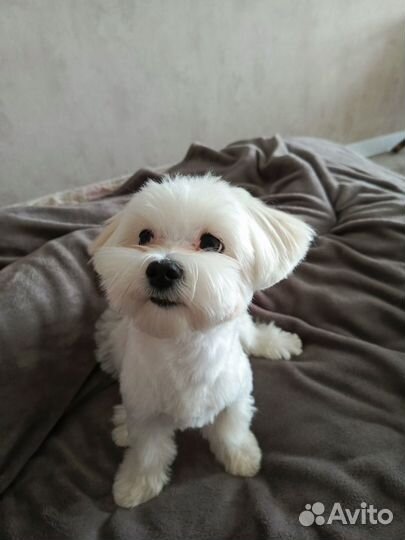 Мальтезе вязка