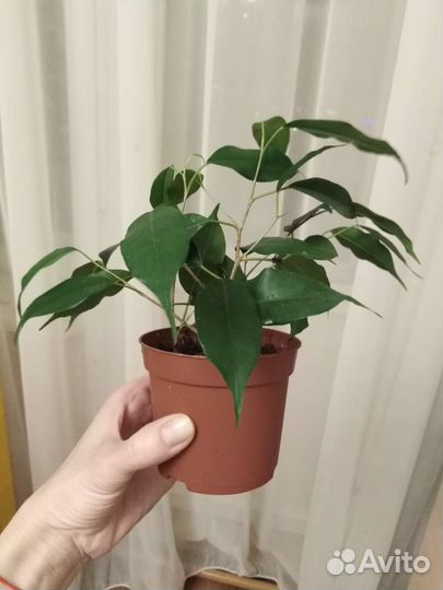 Фикус бенджамина