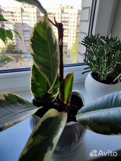 Фикус эластика