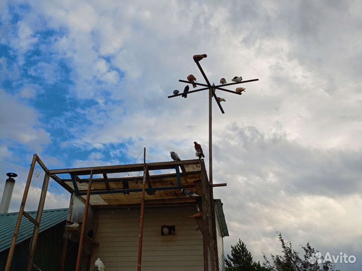 Продам Бакинских голубей