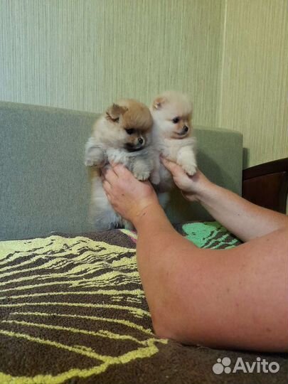 Щенки померанского шпица