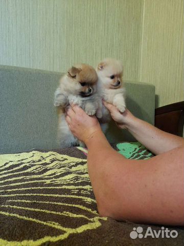 Щенки померанского шпица